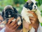 Shih Tzu Puppies