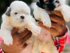 SHITZU PUPPIES