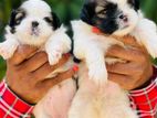 SHITZU PUPPIES