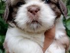 Shitzu puppies for seal