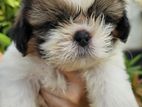 Shitzu Puppies