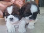 Shitzu Puppies
