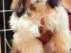 Shih Tzu Puppies