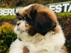 Shitzu Puppies