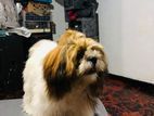 Shih Tzu Puppy