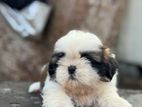 Shitzu Puppy