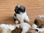 Shitzu Puppy