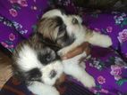 Shitzu Puppy