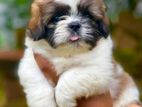 Shih Tzu Puppy
