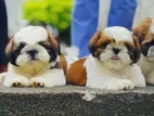 Shih Tzu Puppies