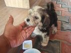 Shih Tzu Puppy