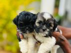 Shih Tzu Puppy