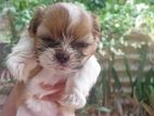 Shih Tzu Puppy