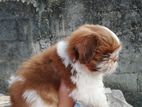 Shitzu puppy