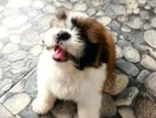 Shih Tzu Puppy