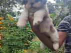 Shih Tzu Puppy