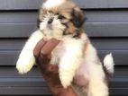 Shihtzu Puppy