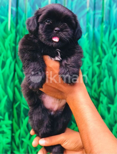 Philippines Black Shih Tzu For Sale Shitzu Puppy For Sale In