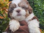 Shitzu Puppy