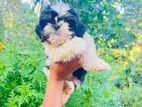 Shitzu Puppy