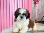 Shitzu Puppy