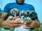 Shitzu Puppies