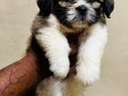 Shih Tzu Puppies