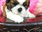 Shitzu Puppy