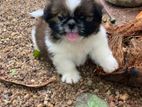 Shih Tzu Puppy
