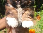 Shitzu Puppy