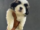 Shitzu Puppy