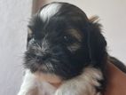 Shitzu Puppy