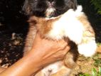 Shitzu Puppy