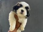 Shitzu Puppy