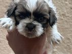 Shih Tzu Puppy