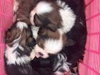 Shih Tzu Puppies