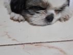 Shih Tzu Puppy