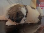 Shih Tzu Puppy