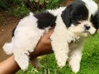 Shih Tzu Puppy