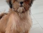 Shih Tzu Puppy