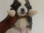 Shitzu Puppy