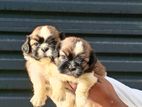 Shih Tzu Puppies