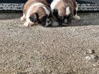 Shitzu Puppy