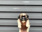 Shitzu Puppy