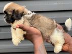 Shih Tzu Puppy
