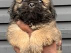 shitzu puppy