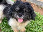 Shitzu Puppy