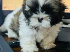 Shih Tzu Puppy