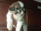 Shitzu Puppy