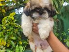 Shihtzu Puppy